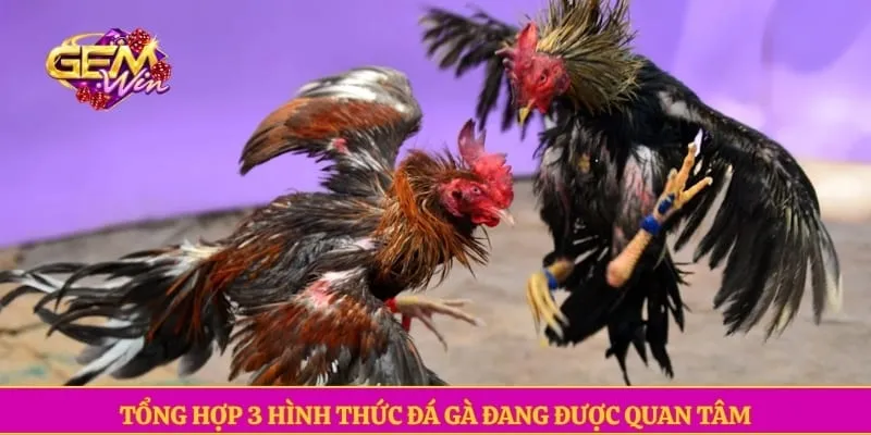 Đá gà GEMWIN Tổng hợp 3 hình thức đá gà đang được quan tâm